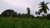 MEX_0056.jpg